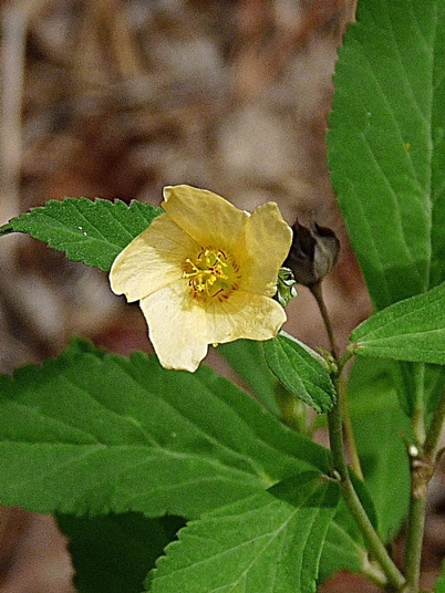 {Sida rhombifolia}